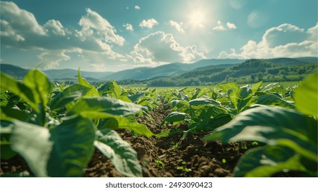 Panoramic landscape with large leaves of tobacco on a sunny summer day.