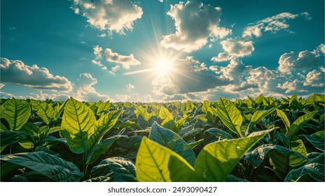 Panoramic landscape with large leaves of tobacco on a sunny summer day.