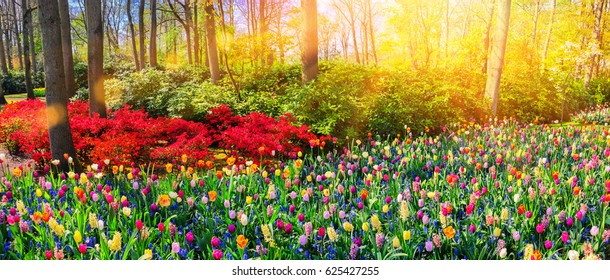 Panoramic landscape with multicolor spring flowers in park. Nature background 