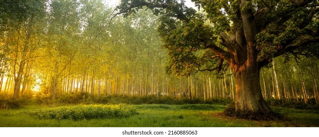 Panoramic landscape of an old oak tree in the forest in the early morning. Oak tree at dawn in forest. Forest oak tree at dawn. Old oak tree at sunrise