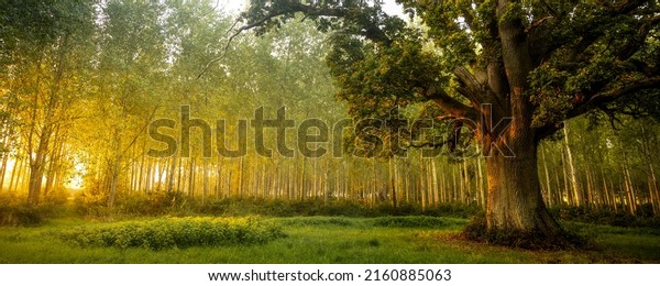 Panoramic landscape of an old oak tree in the\
forest in the early morning. Oak tree at dawn in forest. Forest oak\
tree at dawn. Old oak tree at\
sunrise