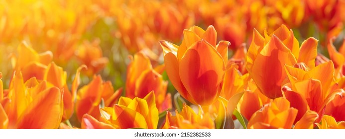 Panoramic landscape of orange beautiful blooming tulip field in Holland Netherlands in spring, illuminated by the sun - Close up of Tulpis flowers backgrund banner panorama - Powered by Shutterstock