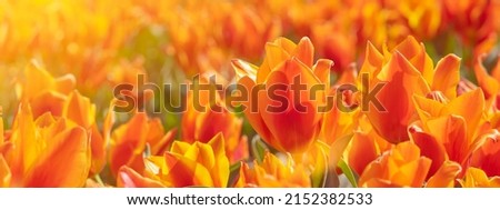 Panoramic landscape of orange beautiful blooming tulip field in Holland Netherlands in spring, illuminated by the sun - Close up of Tulpis flowers backgrund banner panorama