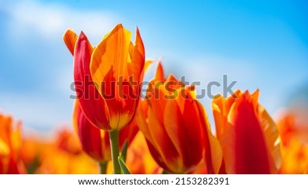 Panoramic landscape of orange beautiful blooming tulip field in Holland Netherlands in spring with blue sky, illuminated by the sun - Close up of Tulpis flowers backgrund banner panorama