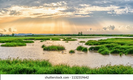 Panoramic landscape scenery background of marsh wetland full of grass with heron looking for fish during sunset at Thalaynoi, Phatthalung, Thailand