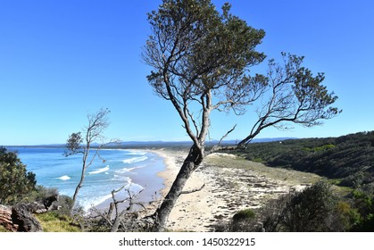 Panoramic Landscape Of Sussex Inlet Beach In New South Wales, Australia. Sunny Day In Winter Time, Few People On The Beach. Tree In The Front. 