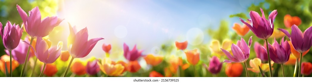 Panoramic landscape of tulips field illuminated in spring by sun - Powered by Shutterstock