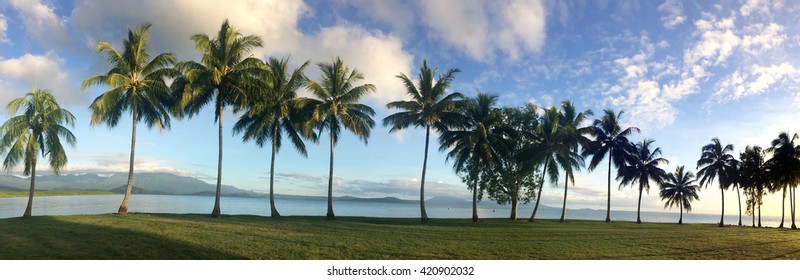 Panoramic Landscape View Of Palm Trees Growing On A Beach In Port Douglas In The Tropical Far North Of  Queensland, Australia. No People. Copy Space