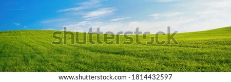 Panoramic natural landscape with green grass field and blue sky with clouds with curved horizon line. Panorama summer spring meadow.