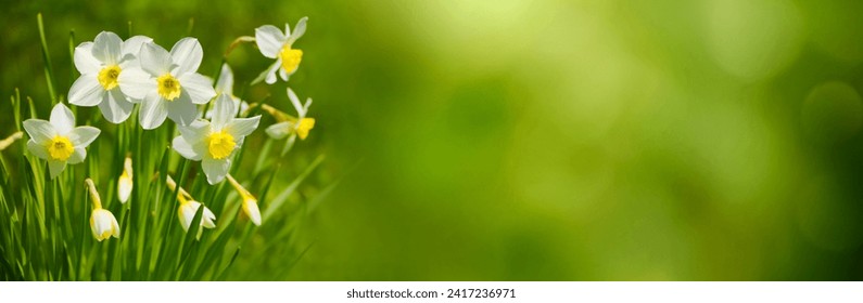 Panoramic nature Spring background with Daffodils Flowers. White jonquil Flowers closeup on natural green background. Beautiful Wide Angle Spring Wallpaper, billboard or Web banner With Copy Space - Powered by Shutterstock