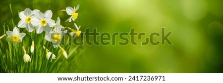 Similar – Image, Stock Photo jonquils flowers Spring