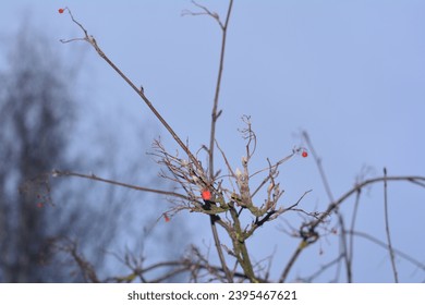 Panoramic Nature Winter background with snowy Rowan tree branch. Beautiful Red bunches of rowan covered snow outdoor; Close up. Wide Angle Winter template Web banner With Copy Space for text. - Shutterstock ID 2395467621