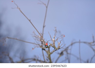 Panoramic Nature Winter background with snowy Rowan tree branch. Beautiful Red bunches of rowan covered snow outdoor; Close up. Wide Angle Winter template Web banner With Copy Space for text. - Shutterstock ID 2395467623