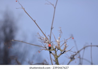 Panoramic Nature Winter background with snowy Rowan tree branch. Beautiful Red bunches of rowan covered snow outdoor; Close up. Wide Angle Winter template Web banner With Copy Space for text. - Shutterstock ID 2395467627
