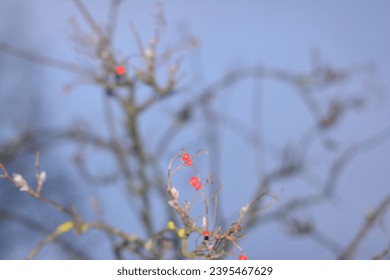 Panoramic Nature Winter background with snowy Rowan tree branch. Beautiful Red bunches of rowan covered snow outdoor; Close up. Wide Angle Winter template Web banner With Copy Space for text. - Shutterstock ID 2395467629
