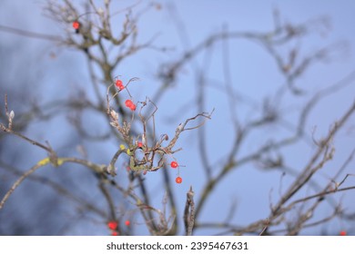 Panoramic Nature Winter background with snowy Rowan tree branch. Beautiful Red bunches of rowan covered snow outdoor; Close up. Wide Angle Winter template Web banner With Copy Space for text. - Shutterstock ID 2395467631
