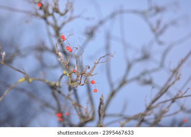 Panoramic Nature Winter background with snowy Rowan tree branch. Beautiful Red bunches of rowan covered snow outdoor; Close up. Wide Angle Winter template Web banner With Copy Space for text. - Shutterstock ID 2395467633