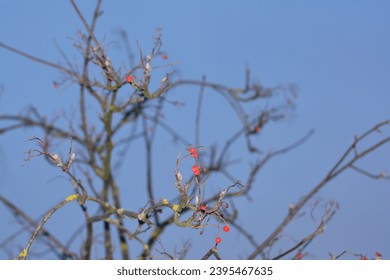 Panoramic Nature Winter background with snowy Rowan tree branch. Beautiful Red bunches of rowan covered snow outdoor; Close up. Wide Angle Winter template Web banner With Copy Space for text. - Shutterstock ID 2395467635