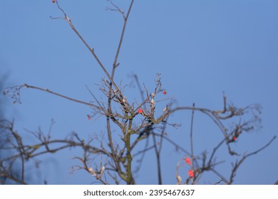 Panoramic Nature Winter background with snowy Rowan tree branch. Beautiful Red bunches of rowan covered snow outdoor; Close up. Wide Angle Winter template Web banner With Copy Space for text. - Shutterstock ID 2395467637