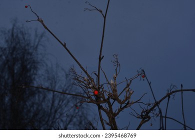Panoramic Nature Winter background with snowy Rowan tree branch. Beautiful Red bunches of rowan covered snow outdoor; Close up. Wide Angle Winter template Web banner With Copy Space for text. - Shutterstock ID 2395468769