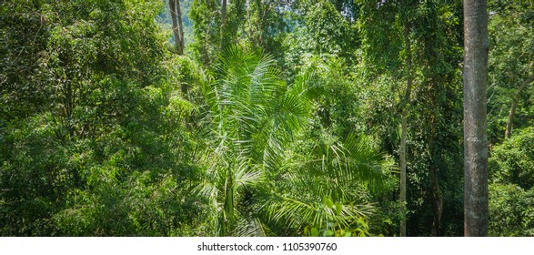 Panoramic Pattern Of Jungle Plants Seen From Above