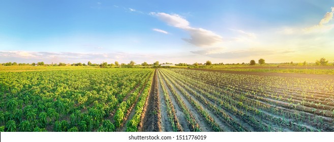 Panoramic photo of a beautiful agricultural view with pepper and leek plantations. Agriculture and farming. Agribusiness. Agro industry. Growing Organic Vegetables - Powered by Shutterstock