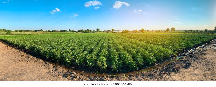 Panoramic photo of a beautiful agricultural view with potato plantations on the farm on a sunny day. Agriculture and farming. Selective focus