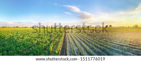 Panoramic photo of a beautiful agricultural view with pepper and leek plantations. Agriculture and farming. Agribusiness. Agro industry. Growing Organic Vegetables