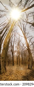 Panoramic Photo Of Divine Dense Dark Fall Forest. Fall Autumn Occulture Wild Woods Vertical Banner Background