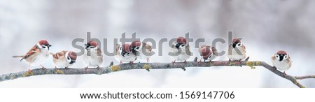 panoramic photo with a group of small funny birds sparrows sit on a branch in different poses in a winter Park