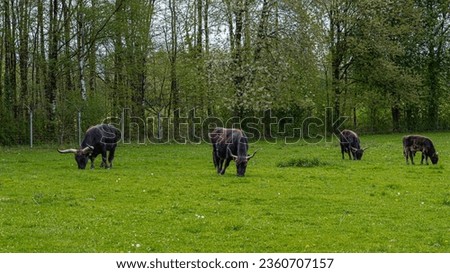 panoramic photo of a herd of oxes white grazing