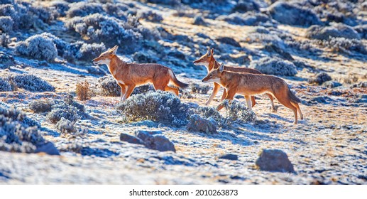 Panoramic Photo Of Highly Endangered Canid Beast, Pack Of Ethiopian Wolves, Canis Simensis, Running On Frozen Hills Of Sanetti Plateau, Bale Mountains National Park, Ethiopia, Africa.