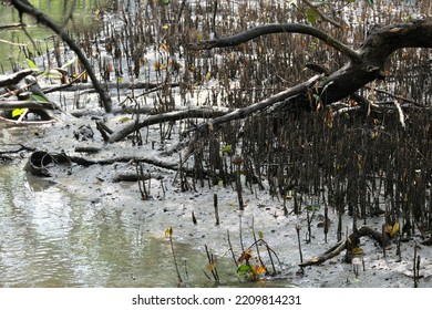 Panoramic Photo Of Mangrove Swamp