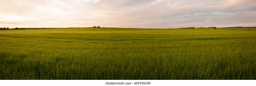 Panoramic photo of young wheat field. 