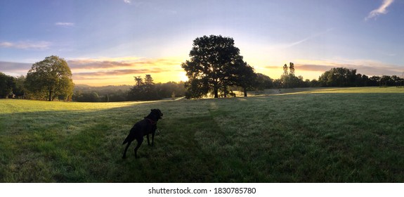 Panoramic picture of a black labrador dog staring at a beautiful sunrise in the Lacroix-Laval park near Lyon in France