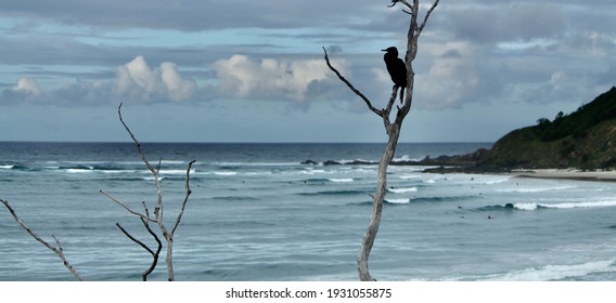 Panoramic picture of a calm Cormorant perched on a dead tree with in the background surfers on the waves of the beautiful Wategos beach. This is the beautiful Byron bay  