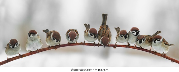 panoramic picture of funny cute birds sparrows sitting on a branch in the Park and look forward