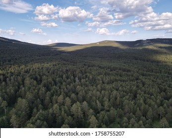 
Panoramic of pine forest landscape with drone
