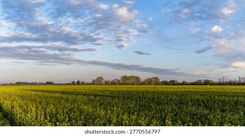 Panoramic Rapeseed Field Under Dramatic Blue Cloudy Sky at Sunset. sity Prostejov, město Prostějov, Olomoucký kraj, Olomouc Region, ČR, Česko, Moravia, Czechia, Europe