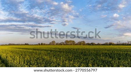 Panoramic Rapeseed Field Under Dramatic Blue Cloudy Sky at Sunset. sity Prostejov, město Prostějov, Olomoucký kraj, Olomouc Region, ČR, Česko, Moravia, Czechia, Europe
