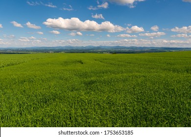 Panoramic rural landscape with idyllic vast green barley fields on hills and trails as lines leading to trees on the horizon, with deep blue sky and fluffy white clouds czech