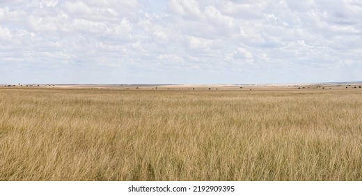 Panoramic Scenery Of Savanna Grassland Ecology At Masai Mara National Reserve Kenya