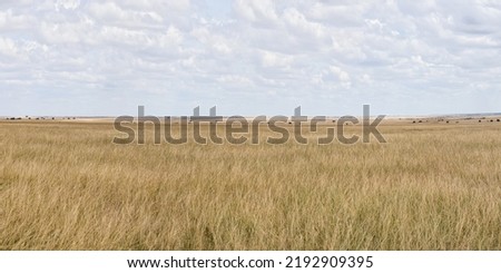 panoramic scenery of savanna grassland ecology at Masai Mara National Reserve Kenya
