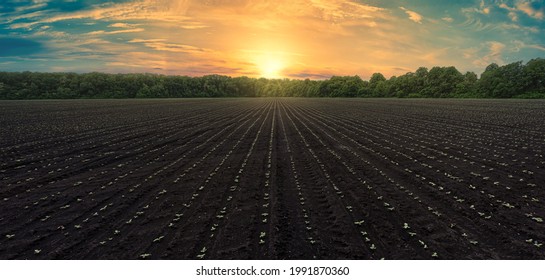 Panoramic shot of a black field with even rows of sunflower shoots at sunset. Growing sunflower in Ukraine. Plowed Field with Sunflower Shoots at Sunset: Panoramic Background for Agribusiness.