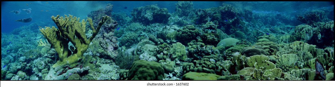 Panoramic Shot of a Coral Reef