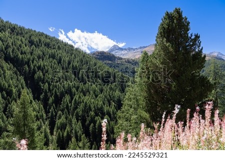 Panoramic shot of evergreen densely overgrown spruce mountain slopes with patches of soft pink autumn fluffy grass in Gran Paradiso National Park, Aosta valley, Italy