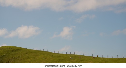 A Panoramic Shot Of Grazing Sheep In French Pass, New Zealand