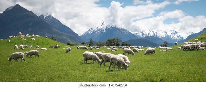 Panoramic shot of heard of sheep grazing on the green meadows with mountains in backdrop, shot in Glenorchy, New Zealand