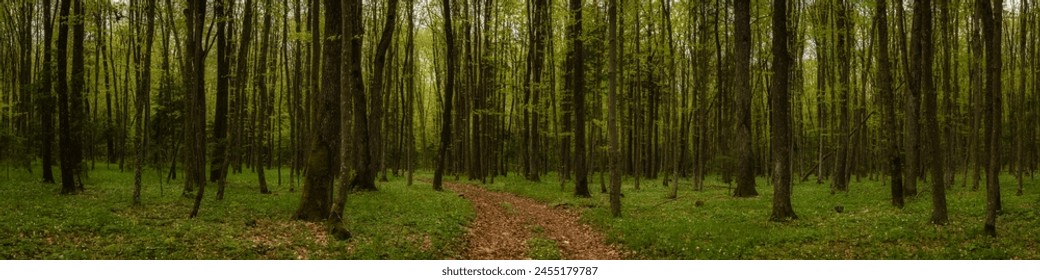panoramic side view inside a dense green spring deciduous forest with a deserted dirt road in the center. beautiful woodland landscape. widescreen format 20x5