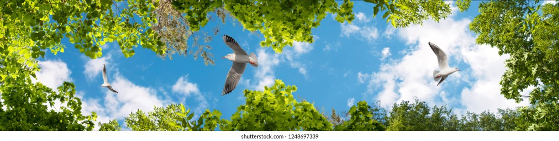 1000 Oiseaux En Ciel Stock Images Photos Vectors